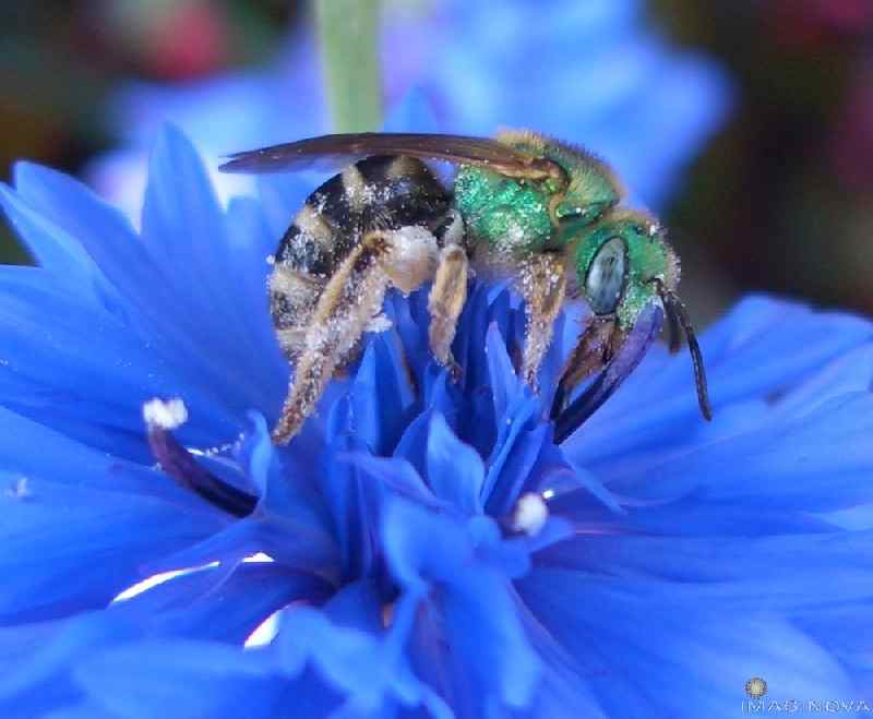 bee on button.JP
